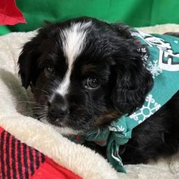 Miniature Australian Shepherds from Anita's Mini Aussies