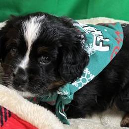 Miniature Australian Shepherds from Anita's Mini Aussies