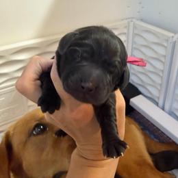 Briar - Black female Labrador Retriever puppy in Elloree, South Carolina from Moonlight Kennels LLC