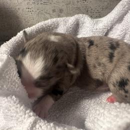 Miniature Australian Shepherd and Toy Australian Shepherd Puppies from Cherry Grove Kennel