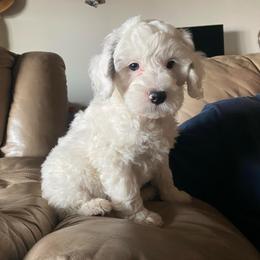 Buckeye - Parti male Goldendoodle puppy in Eaton, Ohio from Dezi’s Sonshine Doodles