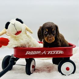 Chocolate Male - Chocolate and tan male Dachshund puppy in Maurice, Louisiana from Hart Dachshunds
