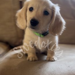 Tag - Dachshund