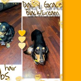 Daisy - Dachshund