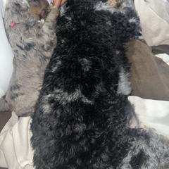 Aussiedoodle, Australian Mountain Doodle, Bernedoodle, Cavapoo, and Goldendoodle Puppies from CocoLove Doodles