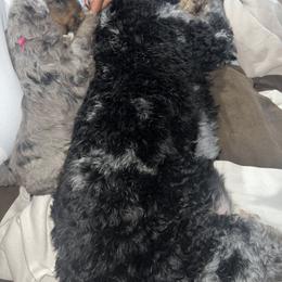 Aussiedoodle, Australian Mountain Doodle, Bernedoodle, Cavapoo, and Goldendoodle Puppies from CocoLove Doodles