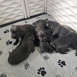Boy 4 - Charcoal male Dilute Retriever puppy in Swanton, Ohio from SilverWater Labs
