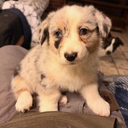 Ripple - Blue merle and white female Cardigan Welsh Corgi puppy in Amsterdam, New York from Castle Cardigan Welsh Corgis