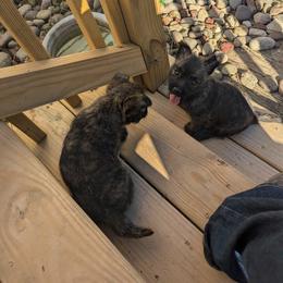 Cairn Terrier Puppies from HC4 Homestead Cairn Terriers