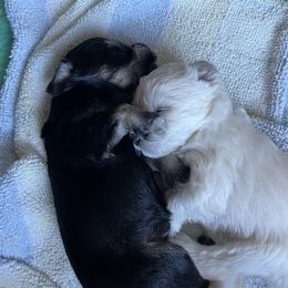 Miniature Schnauzer Puppies from Miles Family Schnauzers