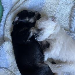 Miniature Schnauzer Puppies from Miles Family Schnauzers