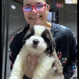 Black collar - Mahogany and white male Saint Bernard puppy in New Philadelphia, Ohio from Fletchers Saints