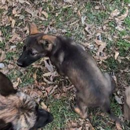 Odoms Freya-Mädchen (Fair) - Sable female German Shepherd puppy in Springtown, Texas from Odom's German Shepherds