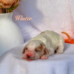 Winter - Parti female Goldendoodle puppy in Urbana, Illinois from ZaraDoodles