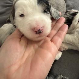 Boy 2 - Merle male Assorted Doodle Crosses puppy in Sturtevant, Wisconsin from Raising Doodles