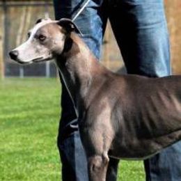Cobalt - Whippet