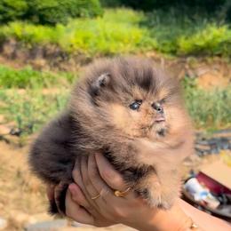 Merlot - Blue merle female Pomeranian puppy in Visalia, California from Exotic_fresita_poms
