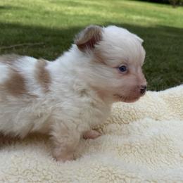 Greta-fluffy - Sable and white female American Corgi puppy in Stillwater, Oklahoma from Steele Family Farms