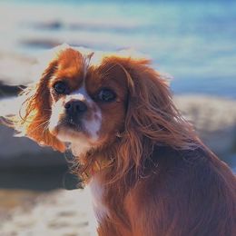 Cavalier King Charles Spaniels from Cavalier Pups