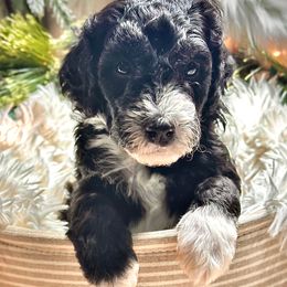 DASHER - Black and white male Sheepadoodle puppy in Buffalo, Minnesota from Fur-ever Doodles