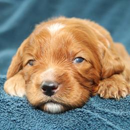Willow - Red female Australian Labradoodle puppy in Stanwood, Washington from Victoria Creek Australian Labradoodles