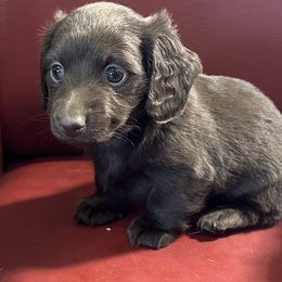 Dachshund Puppies from Broken Diamond J Farms