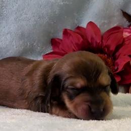 Girl 6 - Cream female Dachshund puppy in Mt. Sterling, Illinois from Doxie Do's