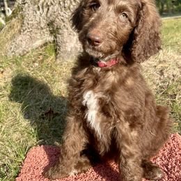 Girl 3 - Chocolate Goldendoodle puppy in Indian River, Michigan from Sturgeon River Doodles