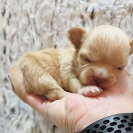 Cream - Cream male Chihuahua puppy in Richmond, Virginia from Breens