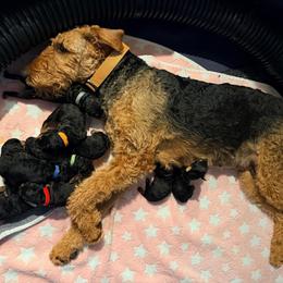 Baby Girl Yellow - Black and tan female Airedale Terrier puppy in Mooresville, North Carolina from Farm 55