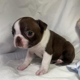 Girl 2 - female Boston Terrier puppy in Westville, Florida from Classic Boston Terriers