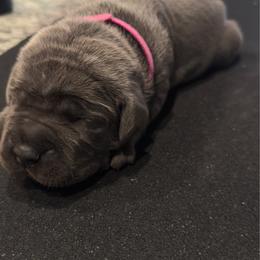 Pink - Gray female Cane Corso puppy in Homeland, California from Dal Deserto Cane Corso