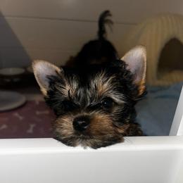 Coral - Black and tan female Yorkshire Terrier puppy in Phil Campbell, Alabama from MagnoliaYorkies