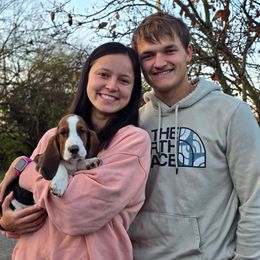 Montague (None) - Black tan and white male Basset Hound puppy in Lebanon, Ohio from Lady Mae Bassets