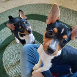Rat Terrier Puppies from Country Rat Terriers