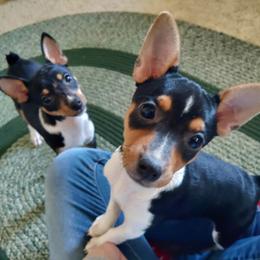 Rat Terrier Puppies from Country Rat Terriers