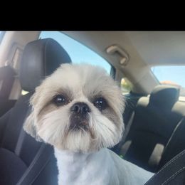Jack - Shih Tzu
