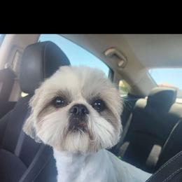 Jack - Shih Tzu