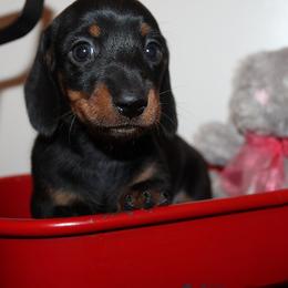 Boy 1 - Black and tan male Dachshund puppy in Craig, Colorado from Rocky Mountain Shih Tzus and Dry Creek Miniature Dachshunds