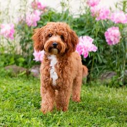 Ember - Goldendoodle