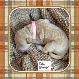 Daisy - Apricot female Goldendoodle puppy in Richmond, Virginia from Highland Grove Doodles, LLC