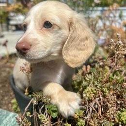 Sebastien Jr. - Piebald male Dachshund puppy in Stockton, California from Long Blonde Doxies