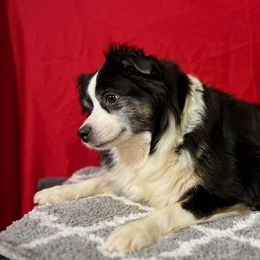 Prayer - Miniature American Shepherd