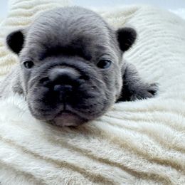 Iris - Blue female French Bulldog puppy in Campbell Hall, New York from Charlie’s Frenchies