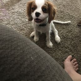 Cavalier King Charles Spaniel Puppies from Christina’s Cavaliers