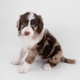 Australian Mountain Doodle Puppies from Brick House Farm Doodles