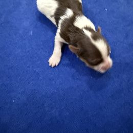 Yorkshire Terrier Puppies from Kelvin A.