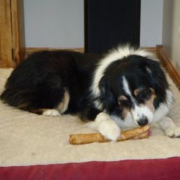 Australian Shepherd All Grown Up from Roanoak Australian Shepherds