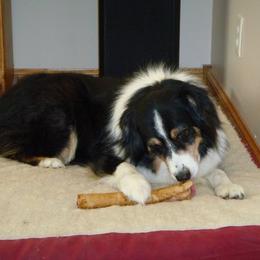 Australian Shepherd All Grown Up from Roanoak Australian Shepherds