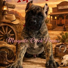 Apache - Tiger male Perro de Presa Canario puppy in Horizon, Texas from Mesquite Creek Kennels
